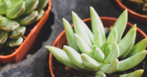 A close-up view of a green succulent plant in a small orange-brown pot, placed on a dark surface with other similar pots nearby.