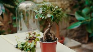 A small potted bonsai tree sits on a white table next to other potted plants, with a glass dome and green foliage in the background.