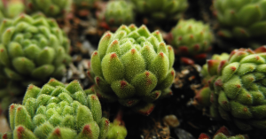 Close-up of several green, rosette-shaped succulents with reddish tips.